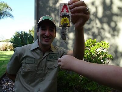 Jacksonville rodent trapping