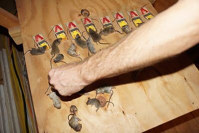 rodent trapping